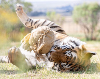 Shevar; © FOUR PAWS | Daniel Born 