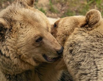 Luna; © BEAR SANCTUARY Mueritz | Tim Haltermann 