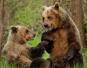 Luna; © BEAR SANCTUARY Mueritz | Tim Haltermann 