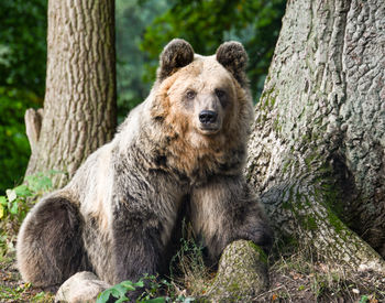 Dushi; © BEAR SANCTUARY Müritz | Manuela Klier 