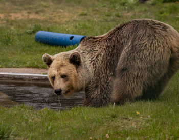 Dushi; © BEAR SANCTUARY Müritz | Manuela Klier 