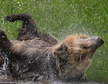 Dushi; © BEAR SANCTUARY Müritz | Manuela Klier 