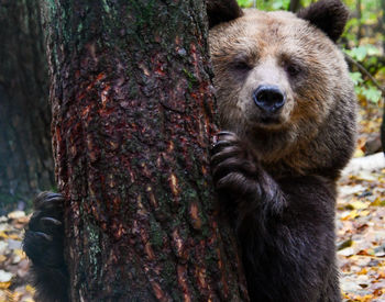 Sindi; © BEAR SANCTUARY Müritz | Manuela Klier 